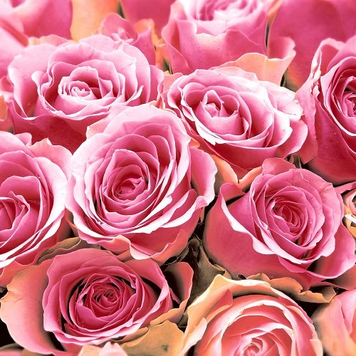 viele rosa Rosenköpfe Servietten 33x33 cm