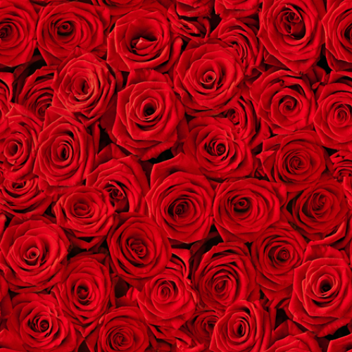 Viele rote Rosen - Servietten 33x33 cm