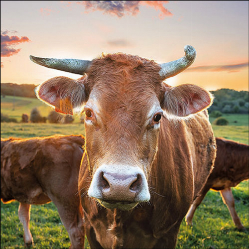 Kuh im Sonnenuntergang - Servietten 33x33 cm
