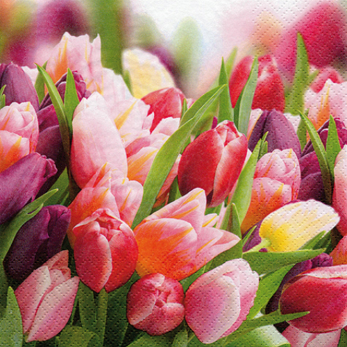Pink Violette Tulpen  - Servietten 24x24 cm